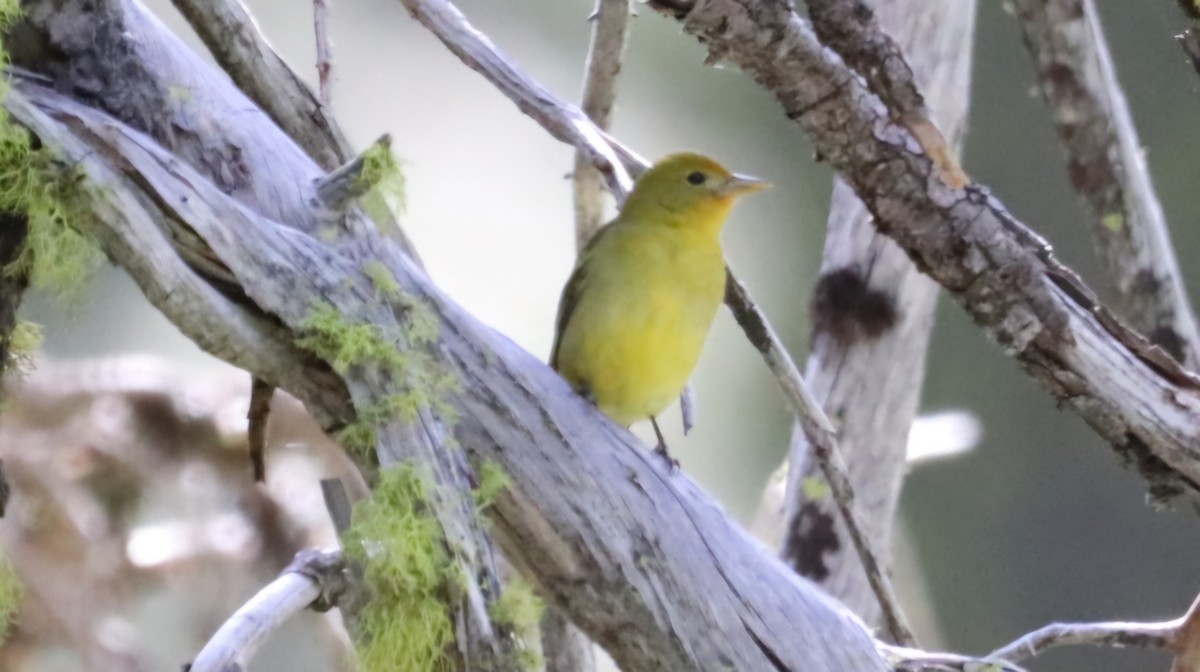 Western Tanager - ML620244729