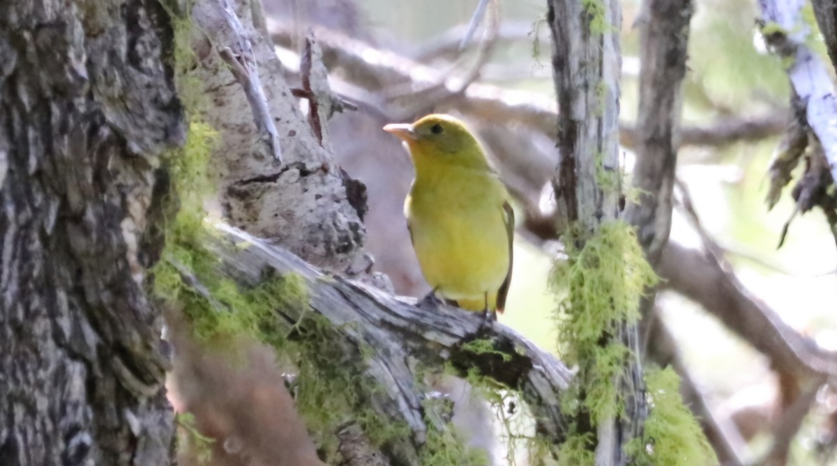 Western Tanager - ML620244730