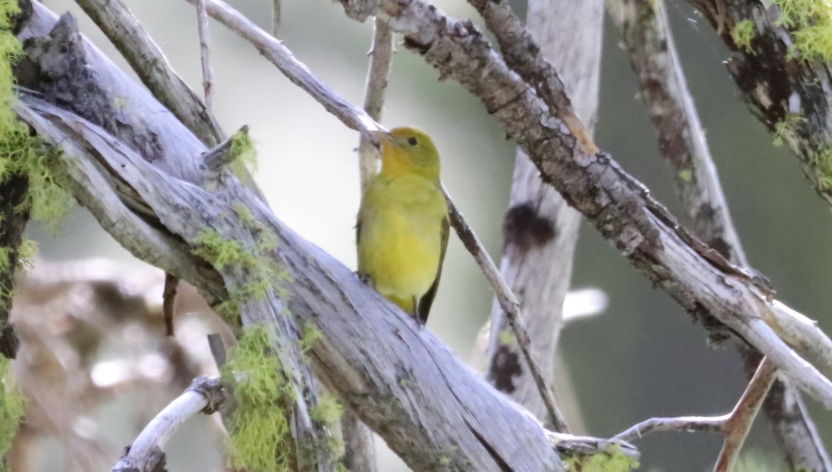 Western Tanager - ML620244731