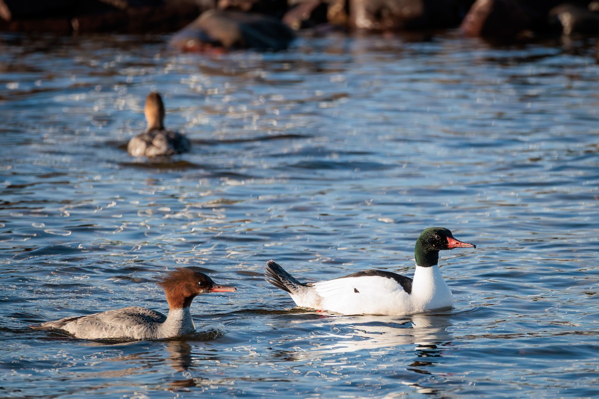 Common Merganser - ML620244742