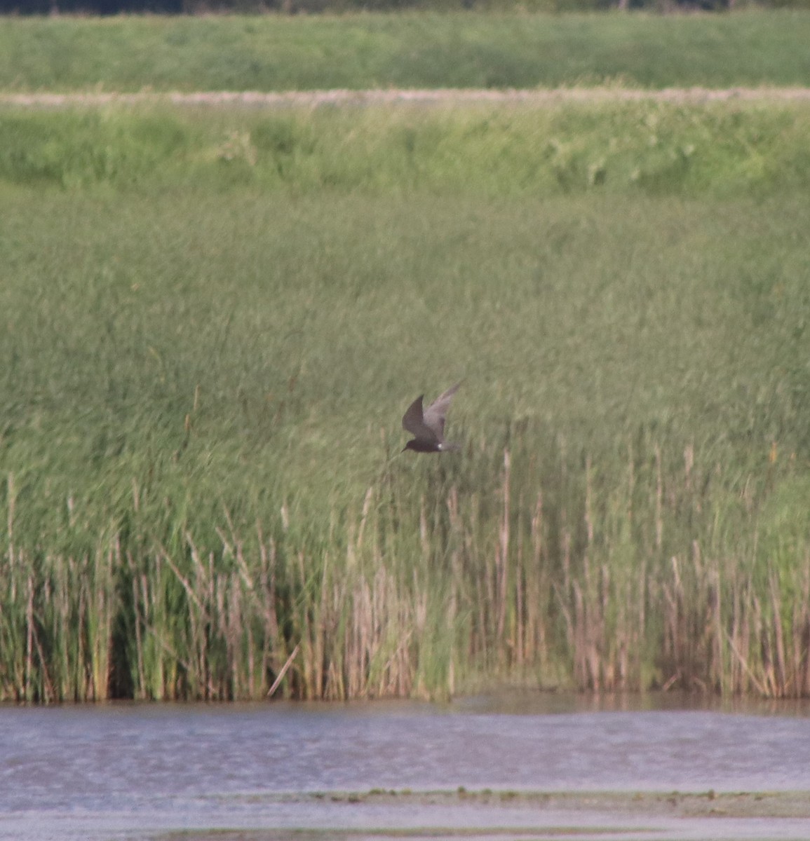 Black Tern - ML620244748