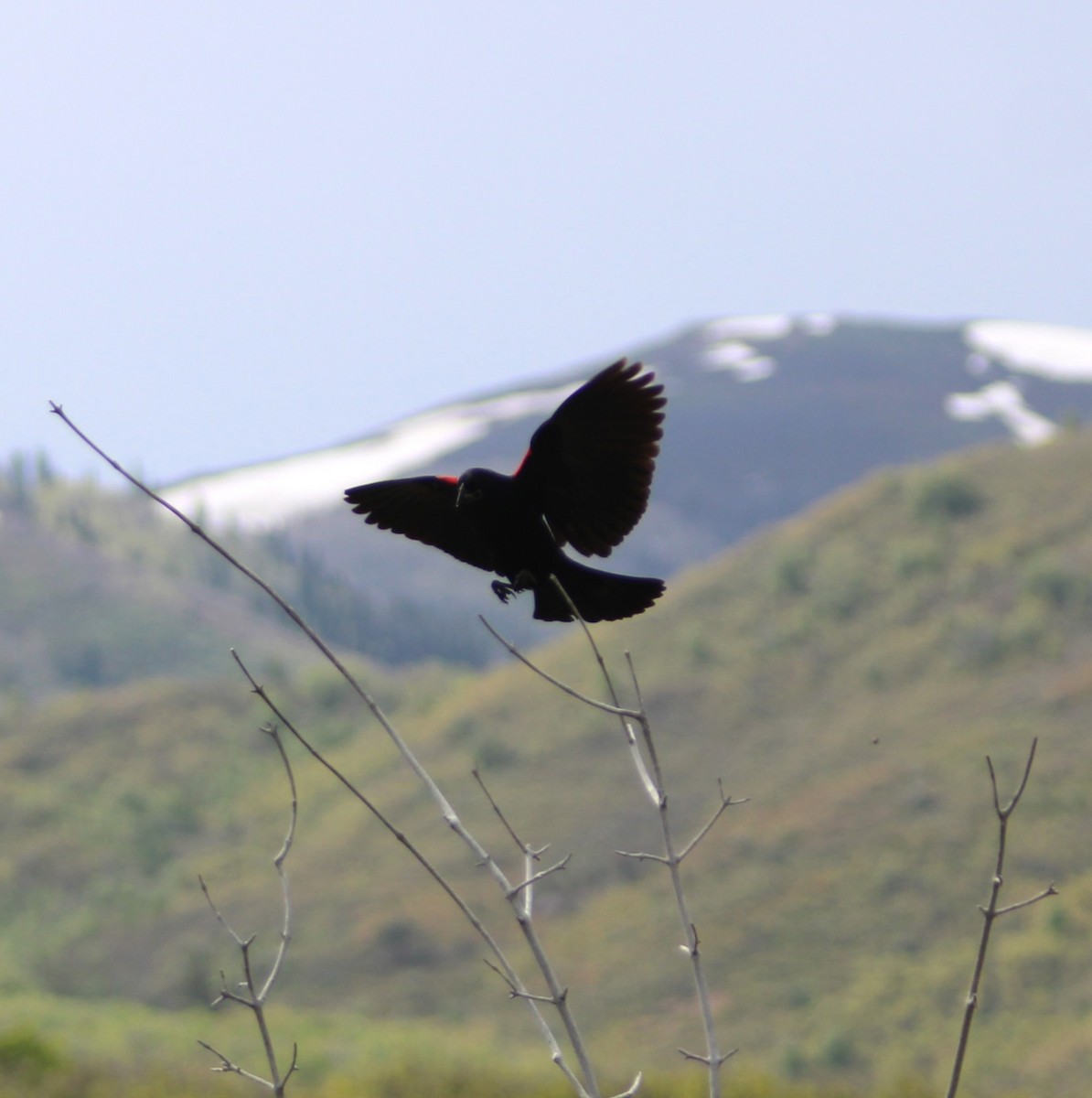 Red-winged Blackbird - ML620244759