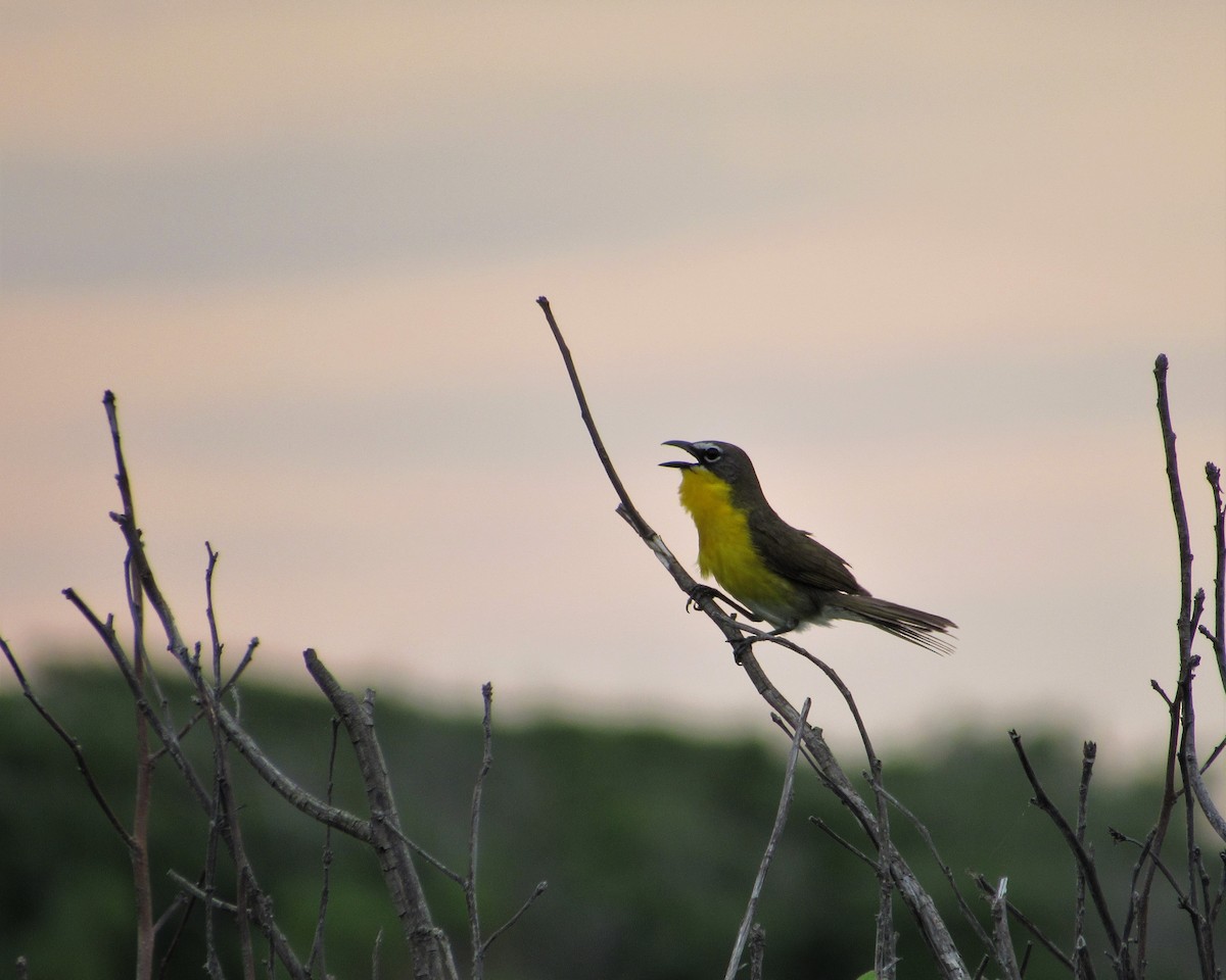Yellow-breasted Chat - ML620244762
