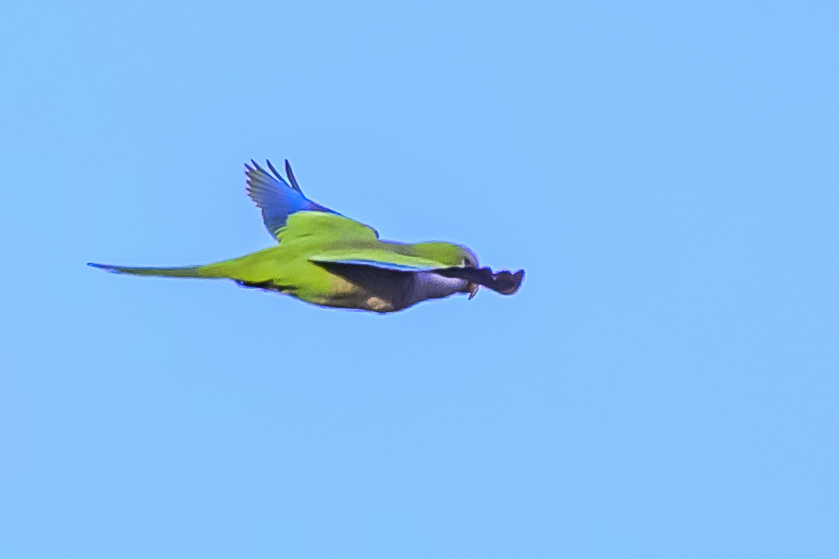 Monk Parakeet - ML620244764