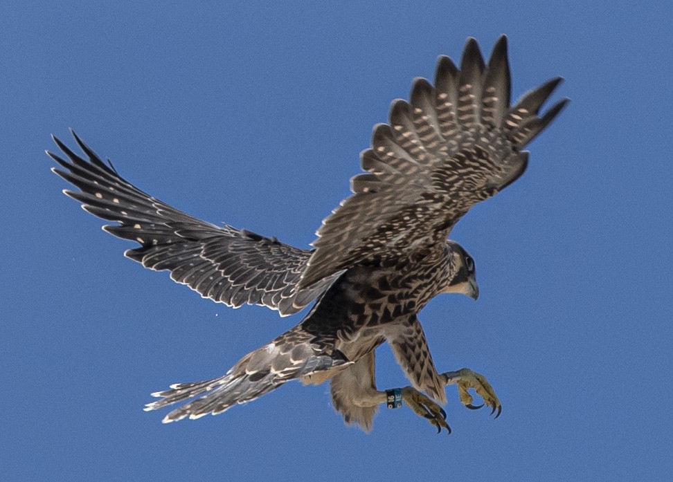 Peregrine Falcon - ML620244769