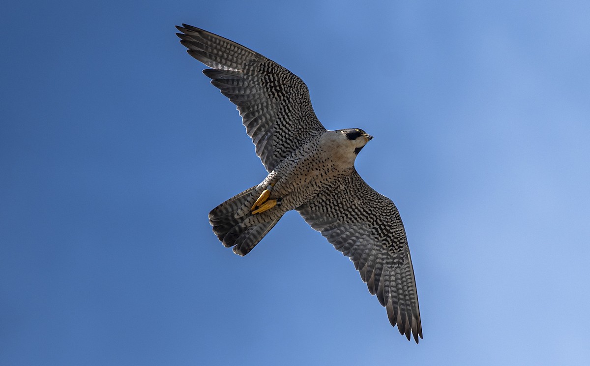 Peregrine Falcon - ML620244771