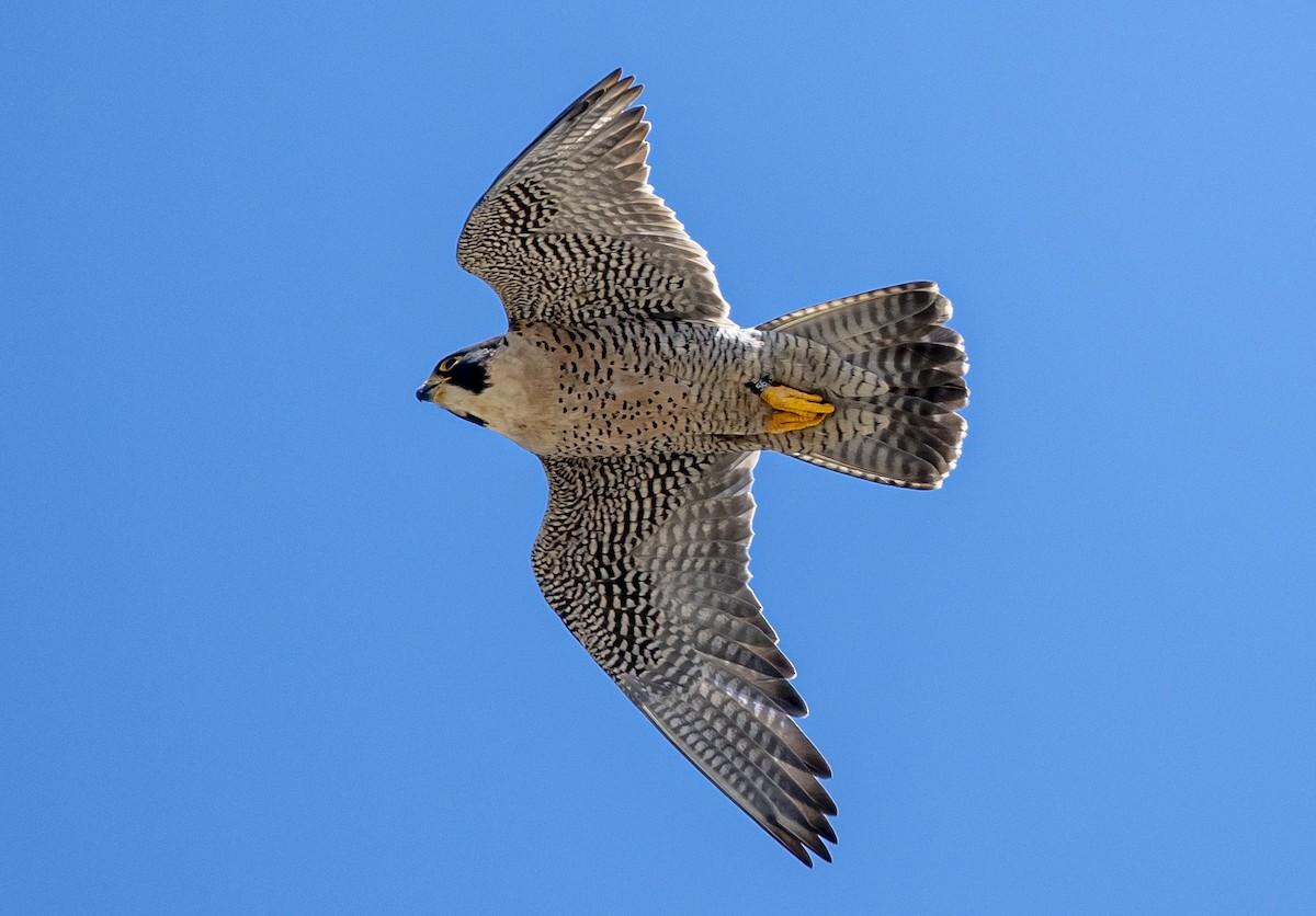 Peregrine Falcon - ML620244772