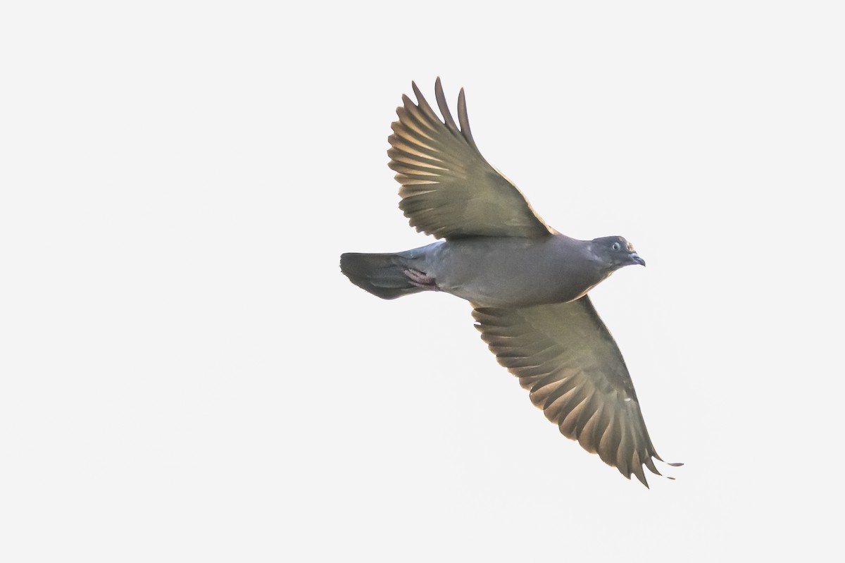 holub skvrnokřídlý - ML620244775
