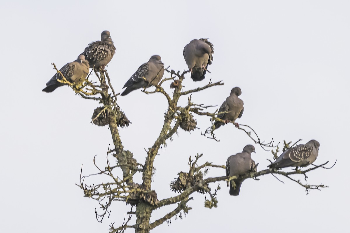 Pigeon tigré - ML620244776