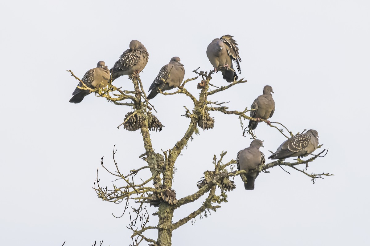 Spot-winged Pigeon - ML620244777