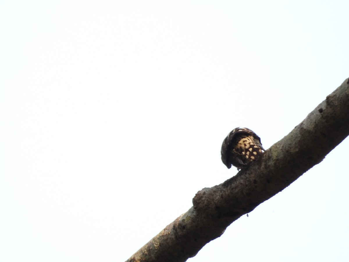 Brown-capped Pygmy Woodpecker - ML620244778