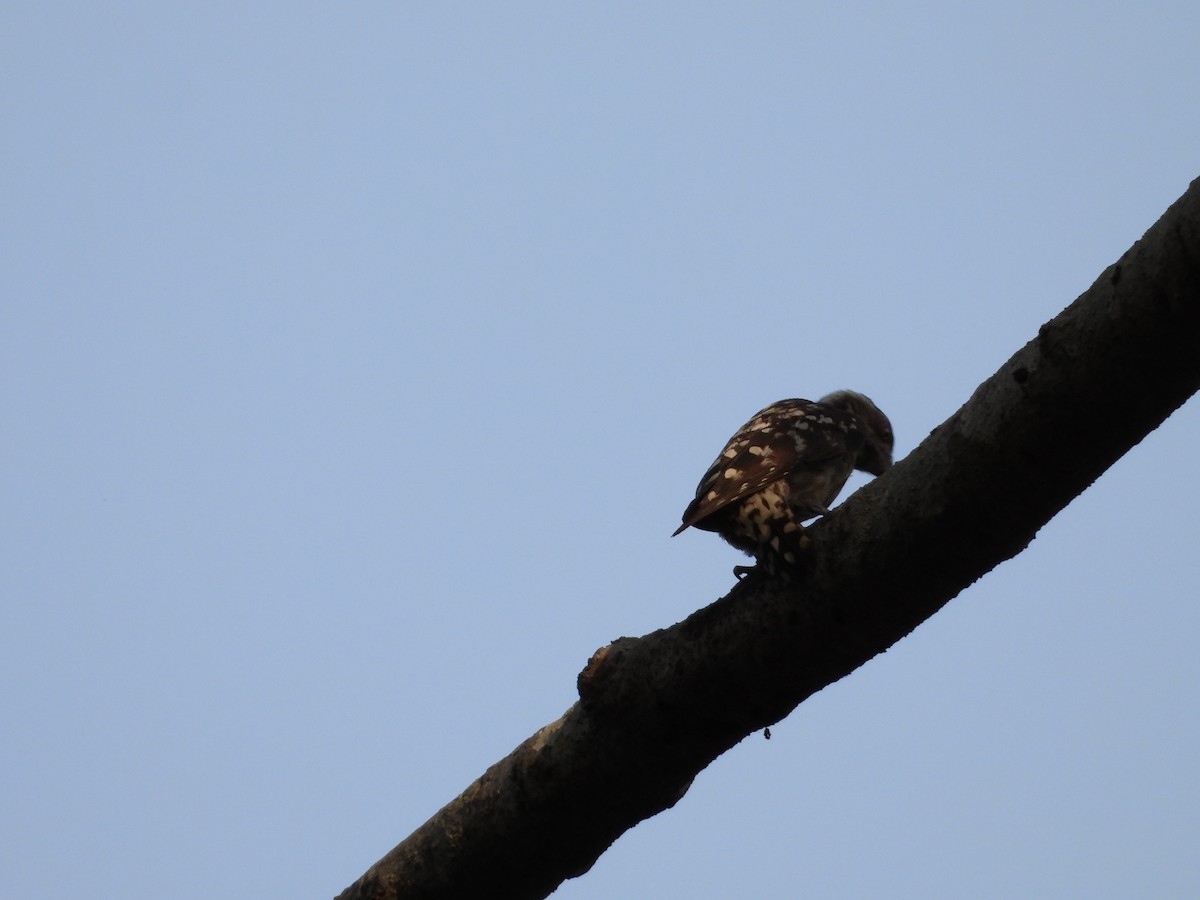 Brown-capped Pygmy Woodpecker - ML620244779