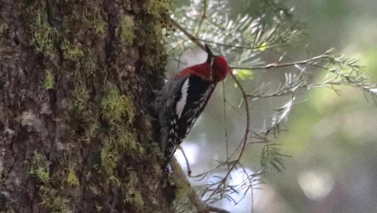 Red-breasted Sapsucker - ML620244780