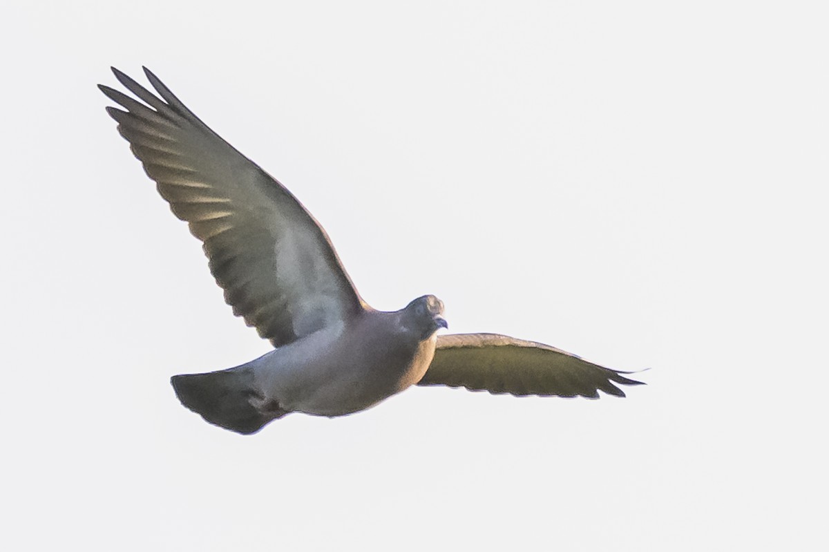 Spot-winged Pigeon - ML620244781