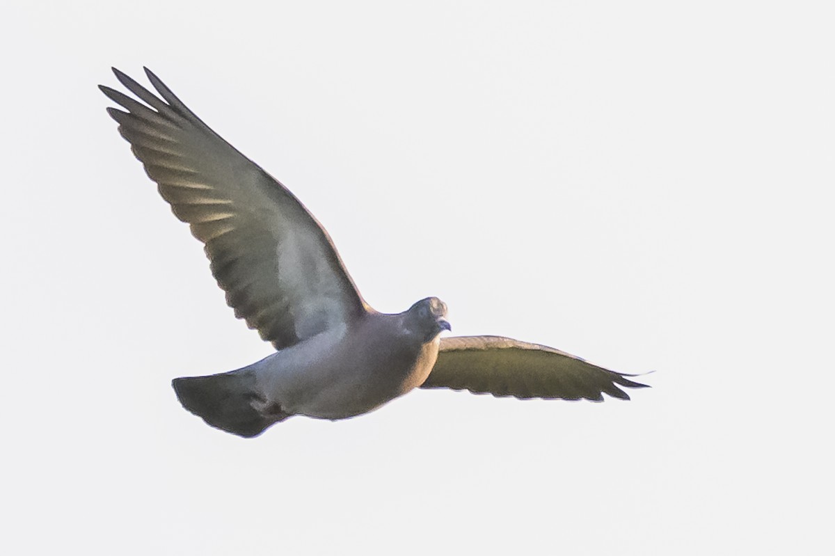 Spot-winged Pigeon - Amed Hernández