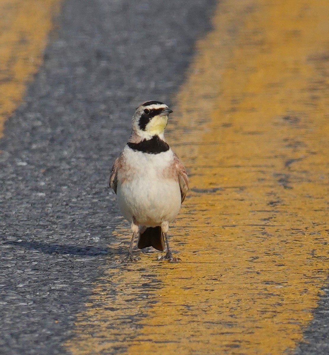 Horned Lark - ML620244783