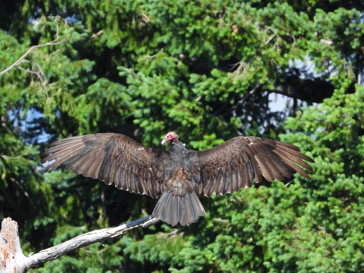 Turkey Vulture - ML620244785