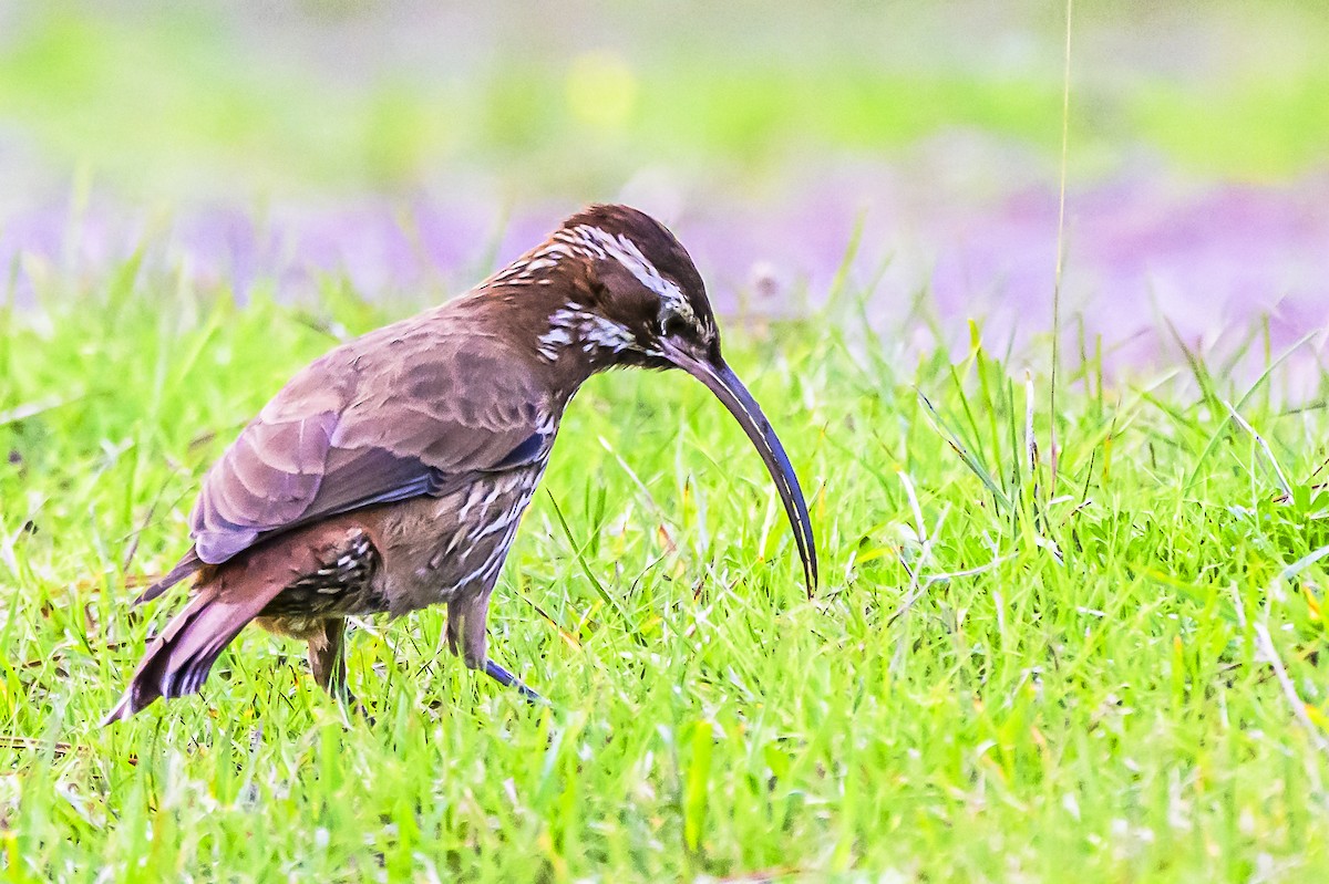 Scimitar-billed Woodcreeper - Amed Hernández