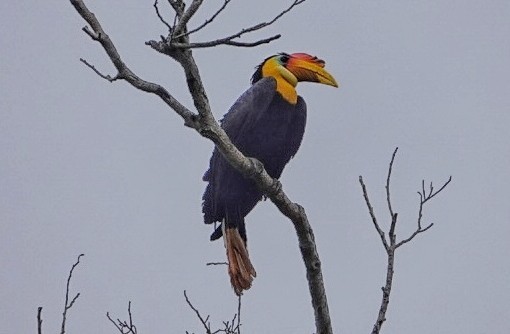 Wrinkled Hornbill - ML620244793