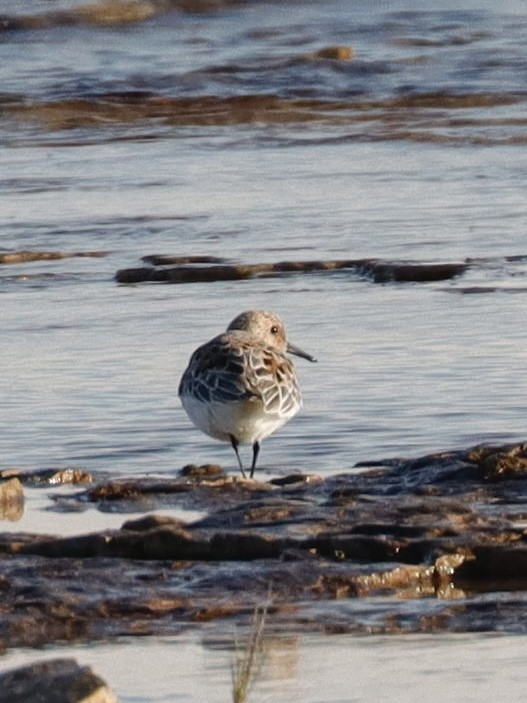 Bécasseau sanderling - ML620244801