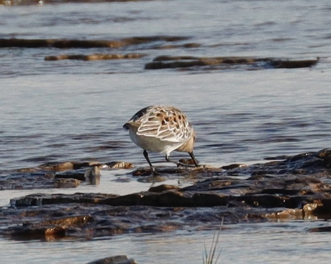 Bécasseau sanderling - ML620244802