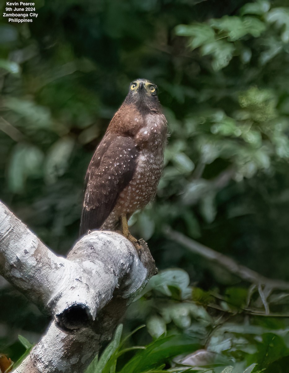 Philippine Serpent-Eagle - ML620244805