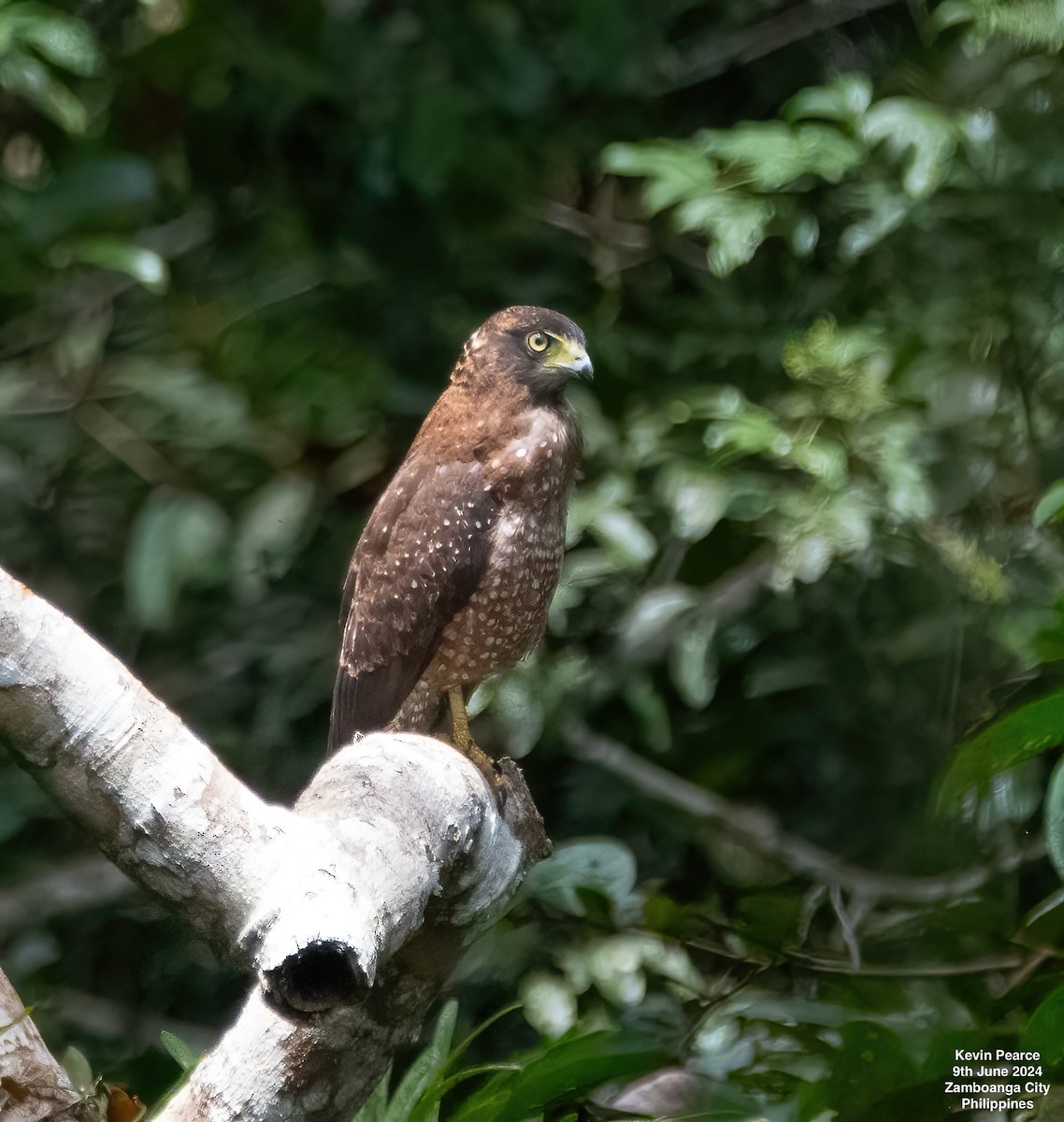 Philippine Serpent-Eagle - ML620244806