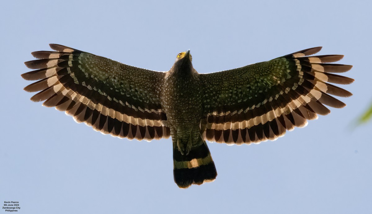 Philippine Serpent-Eagle - ML620244809