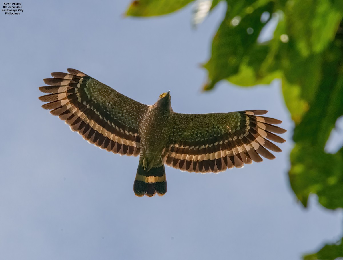 Philippine Serpent-Eagle - ML620244810