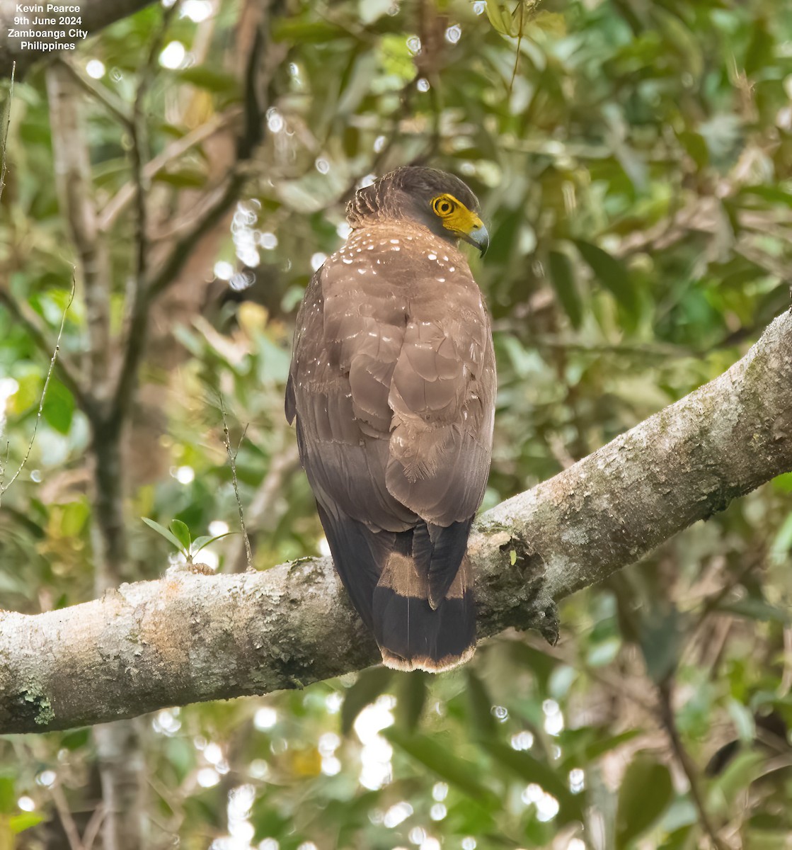 Philippine Serpent-Eagle - Kevin Pearce