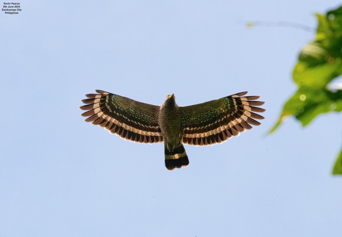 Philippine Serpent-Eagle - ML620244813