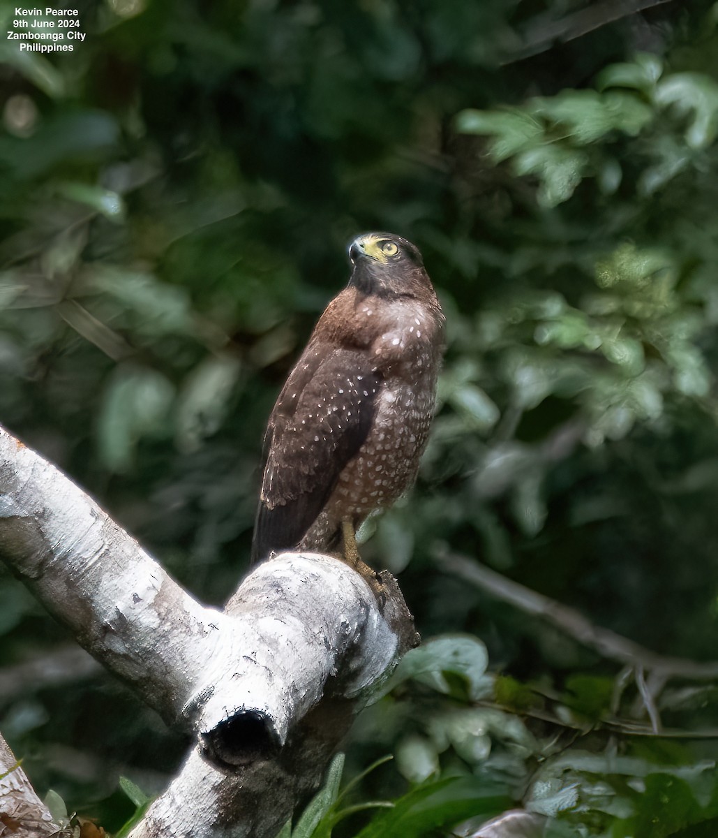 Philippine Serpent-Eagle - ML620244814