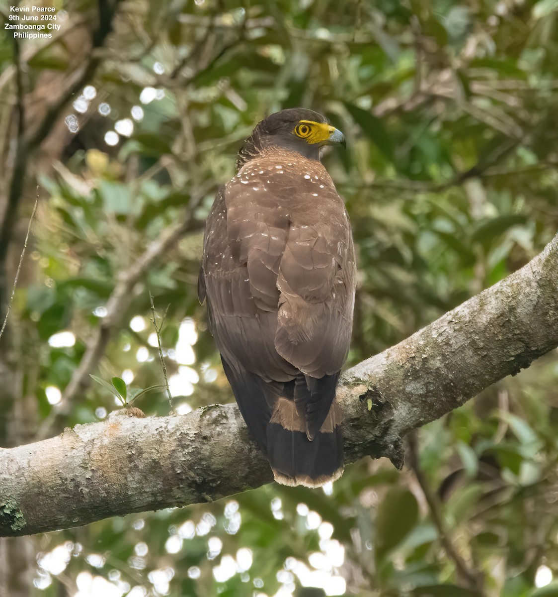 Philippine Serpent-Eagle - ML620244816