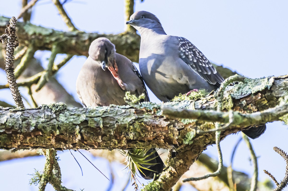 Spot-winged Pigeon - ML620244823