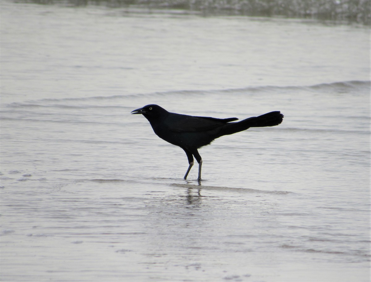 Boat-tailed Grackle - ML620244827
