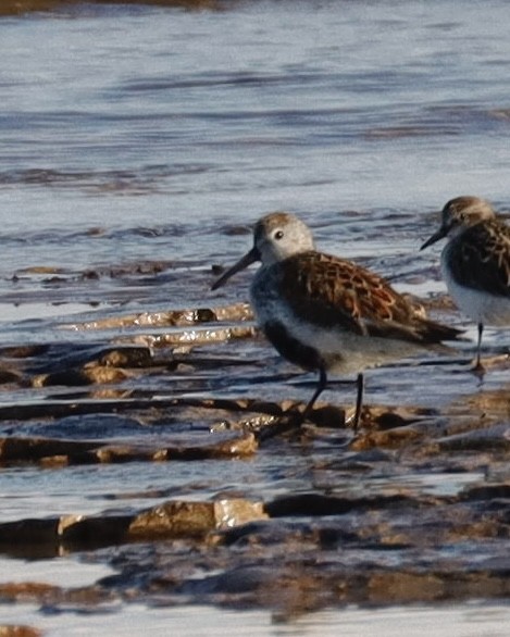 Dunlin - ML620244840