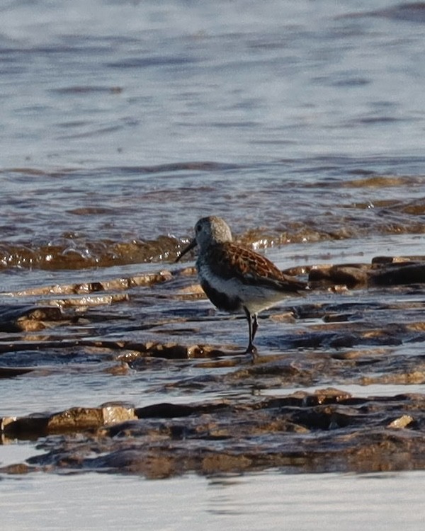 Dunlin - ML620244841