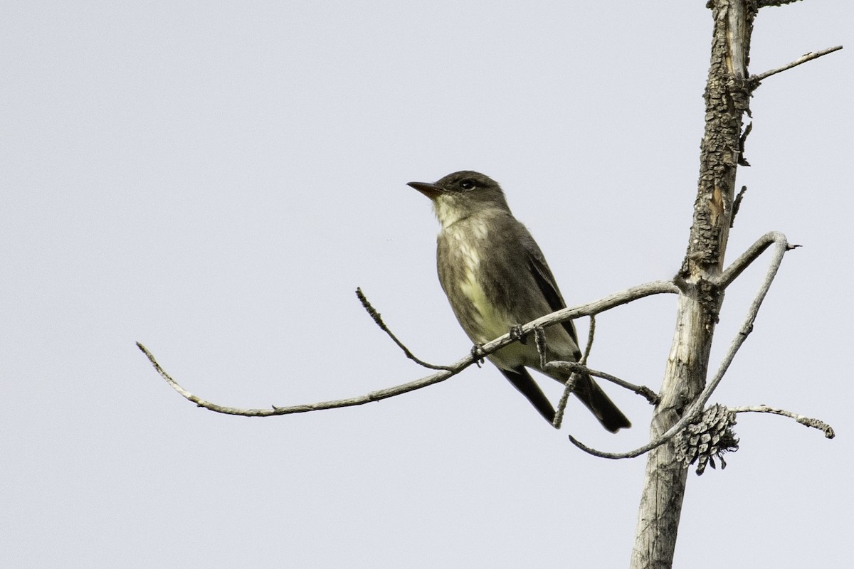 Olive-sided Flycatcher - ML620244846