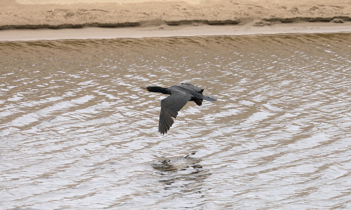 Double-crested Cormorant - ML620244848