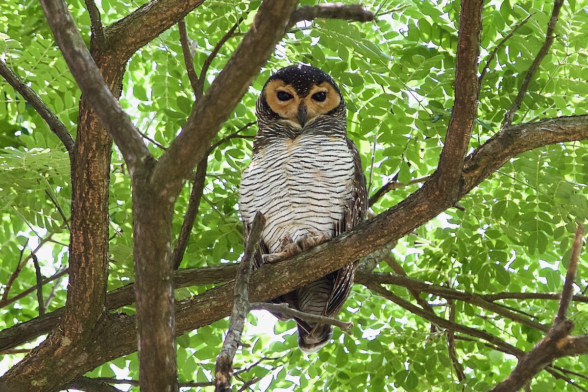 Spotted Wood-Owl - ML620244849