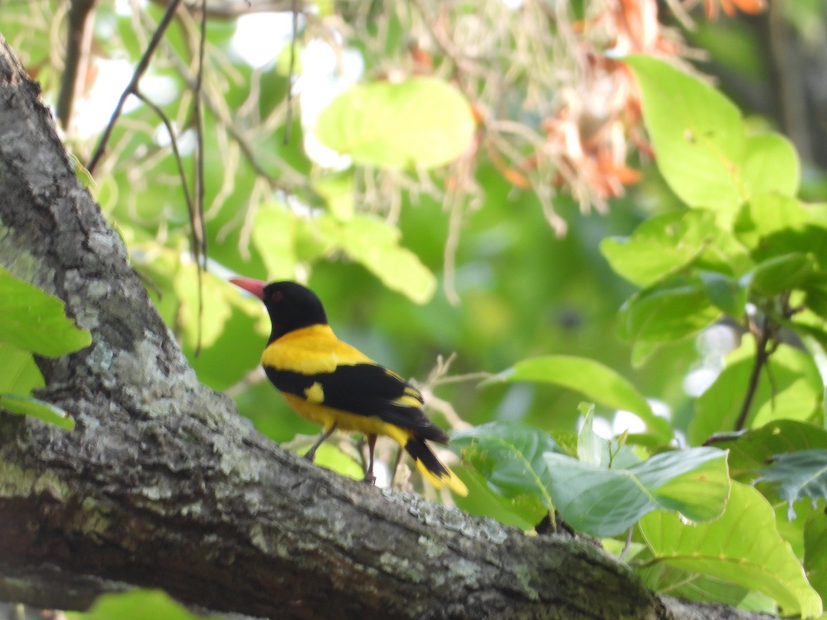 Black-hooded Oriole - ML620244853