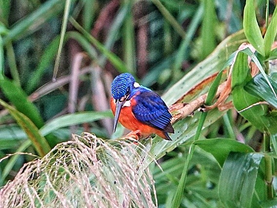 Blue-eared Kingfisher - ML620244855