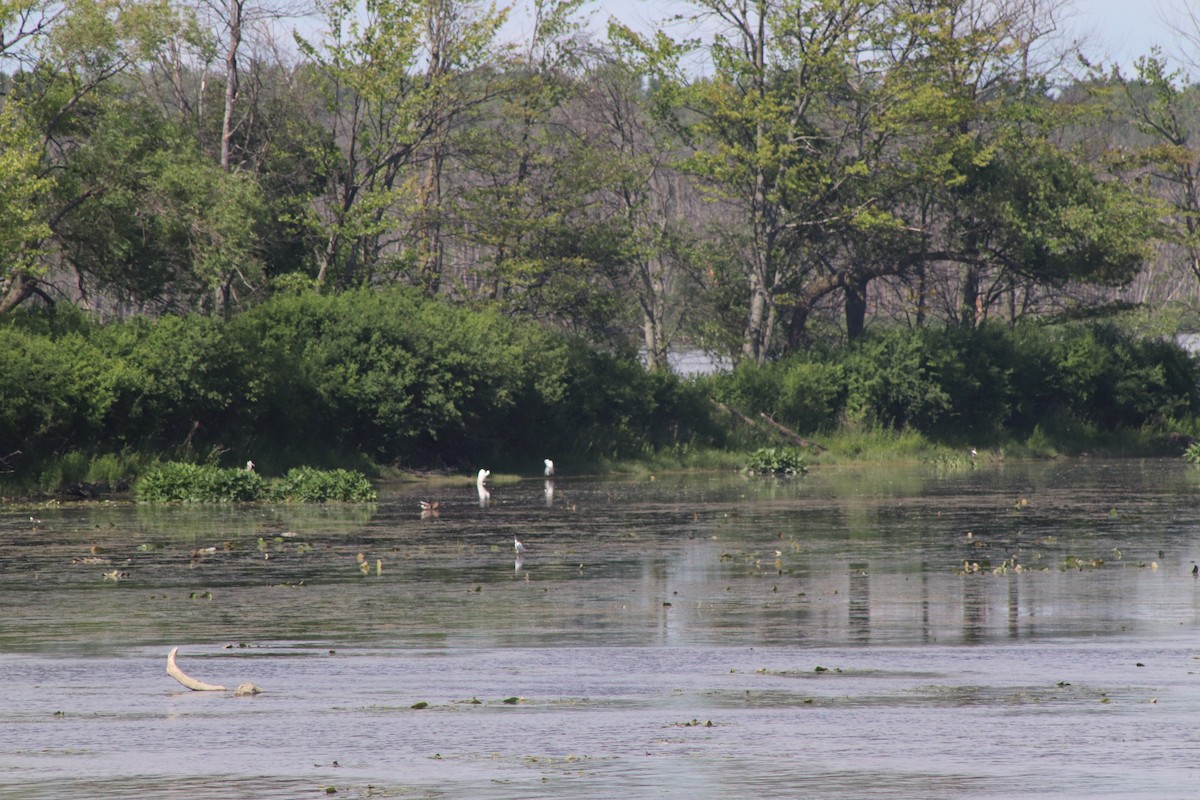 Great Egret - ML620244857