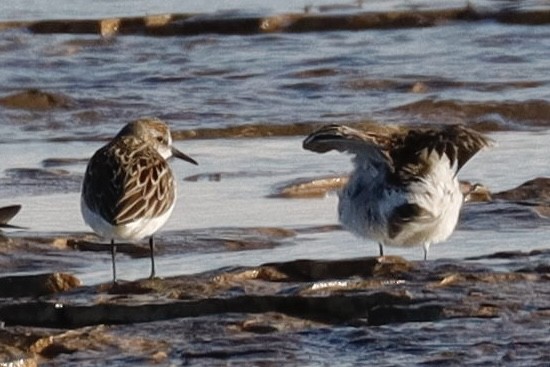 Weißbürzel-Strandläufer - ML620244860