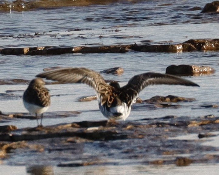 Weißbürzel-Strandläufer - ML620244861