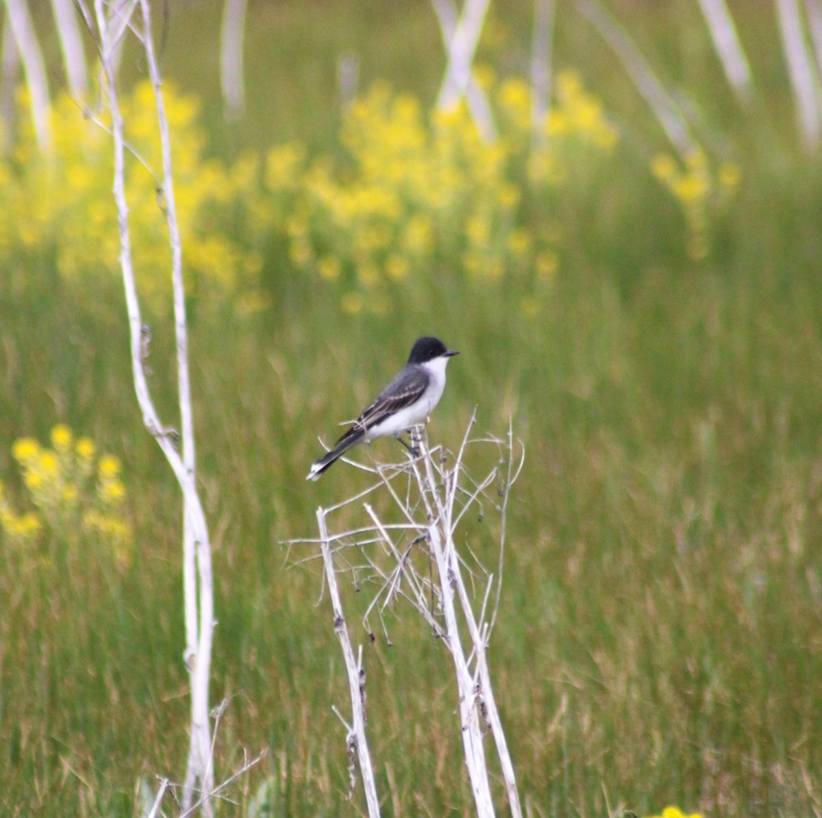 Eastern Kingbird - ML620244873