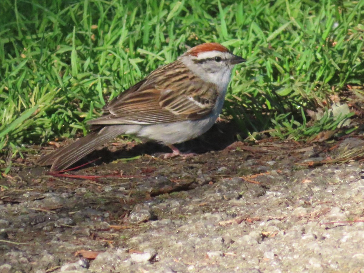 Chipping Sparrow - ML620244902
