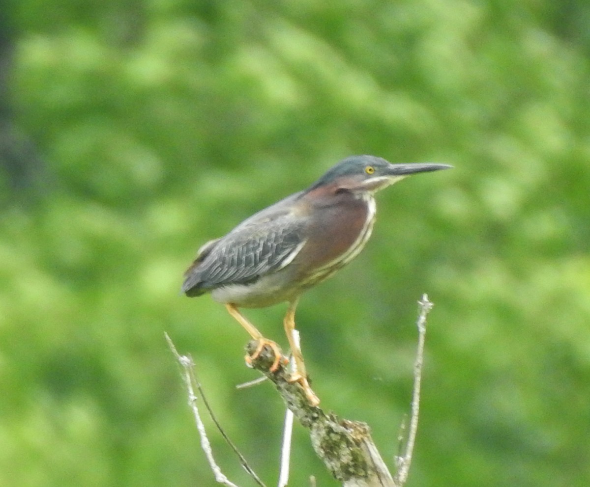 Green Heron - ML620244906