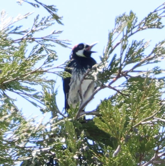 Acorn Woodpecker - ML620244913