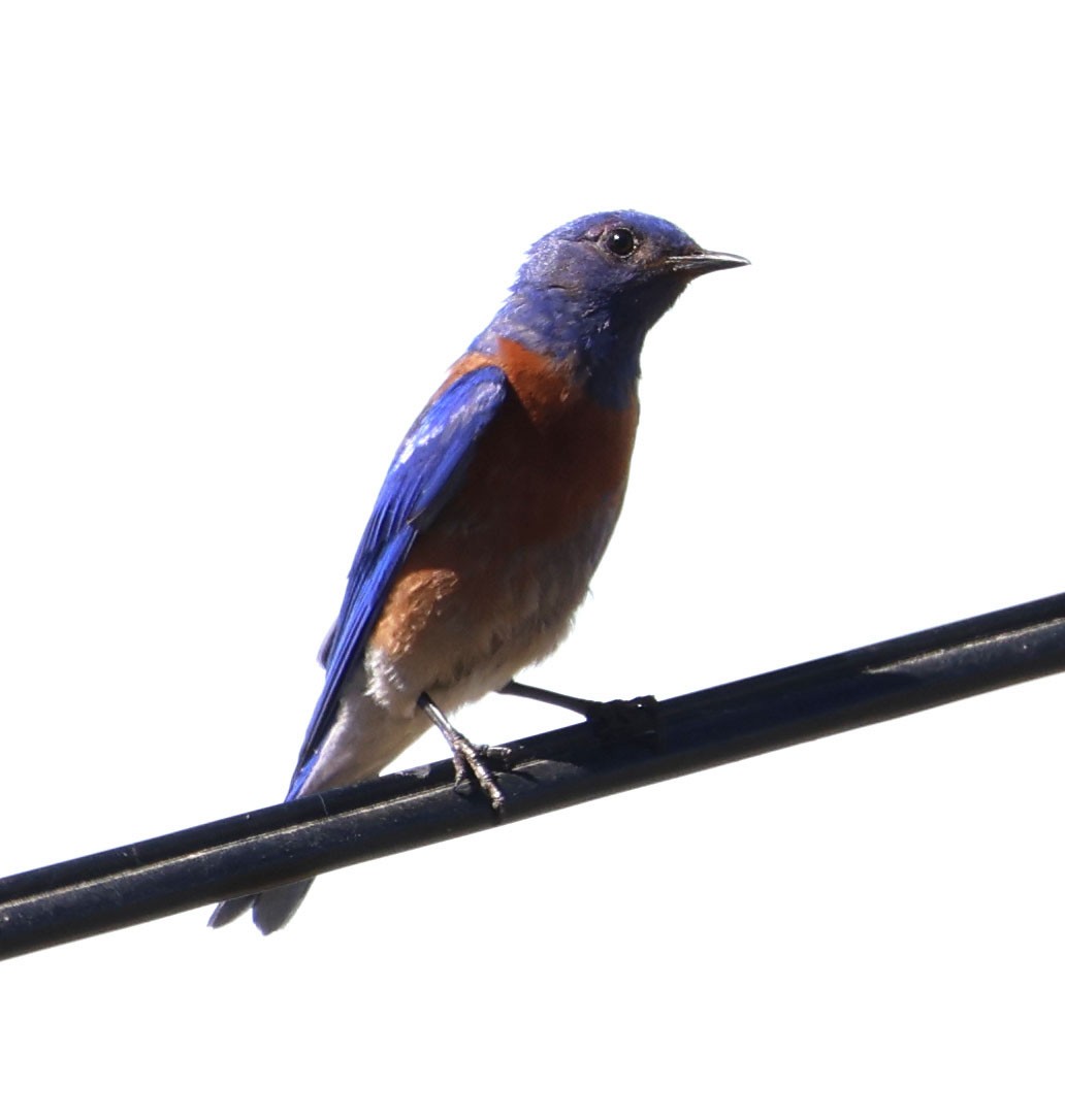 Western Bluebird - ML620244920